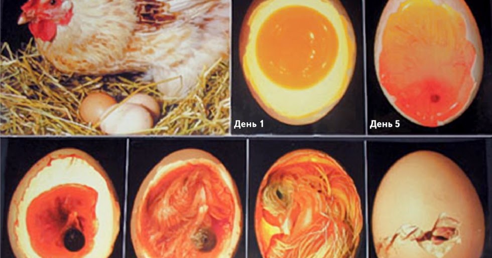 Фото развития цыпленка. ОВОСКОПИЯ утиных яиц. Вылупления яйцо куриное инкубация.