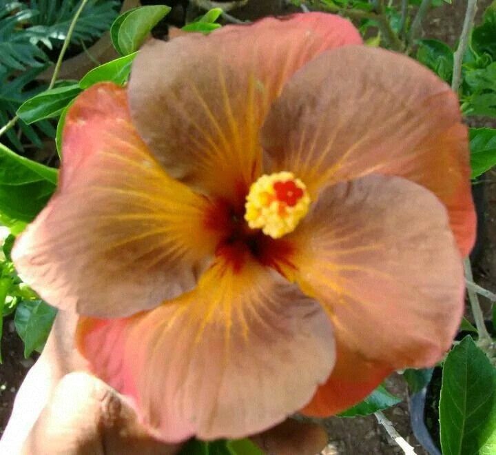Hibiscus/Joba flower04