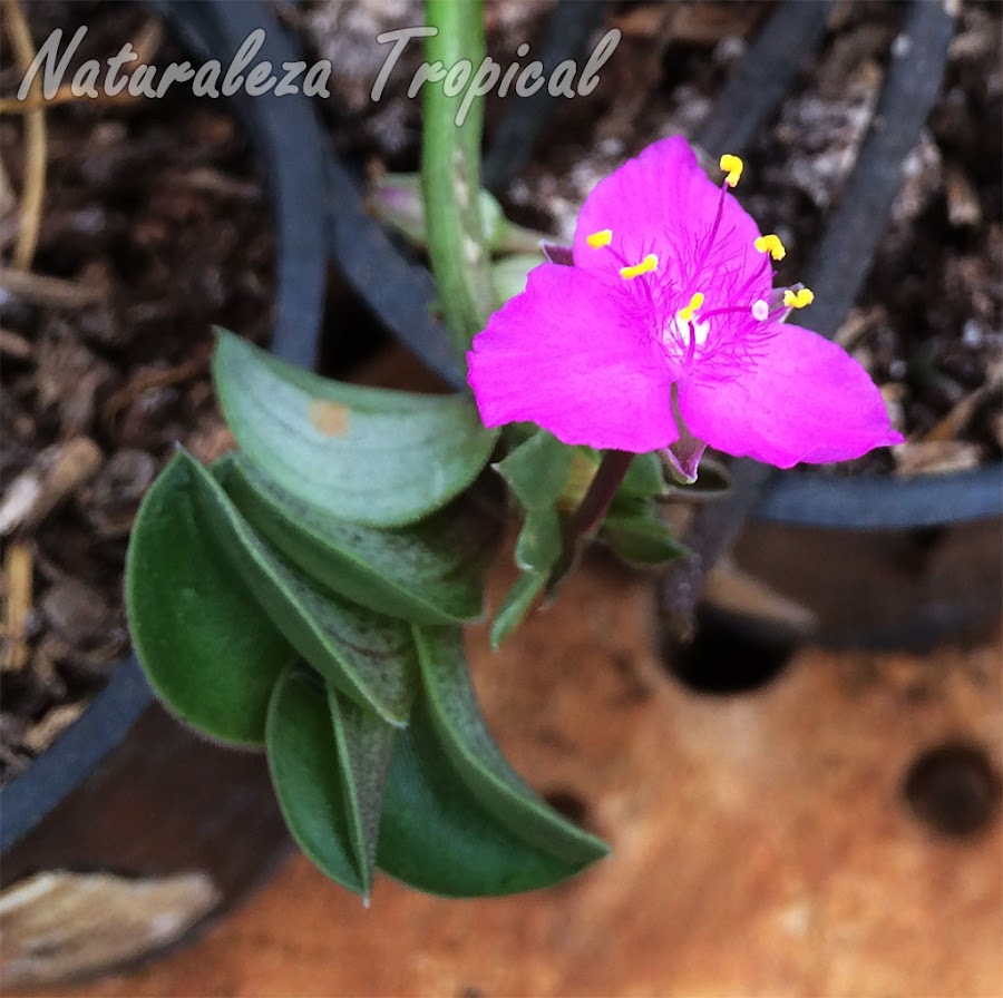 Detalles de la flor de la planta suculenta Tradescantia navicularis (sin. Callisia navicularis)