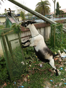 A Goat eating a protected planted sapling on Majuli Island.