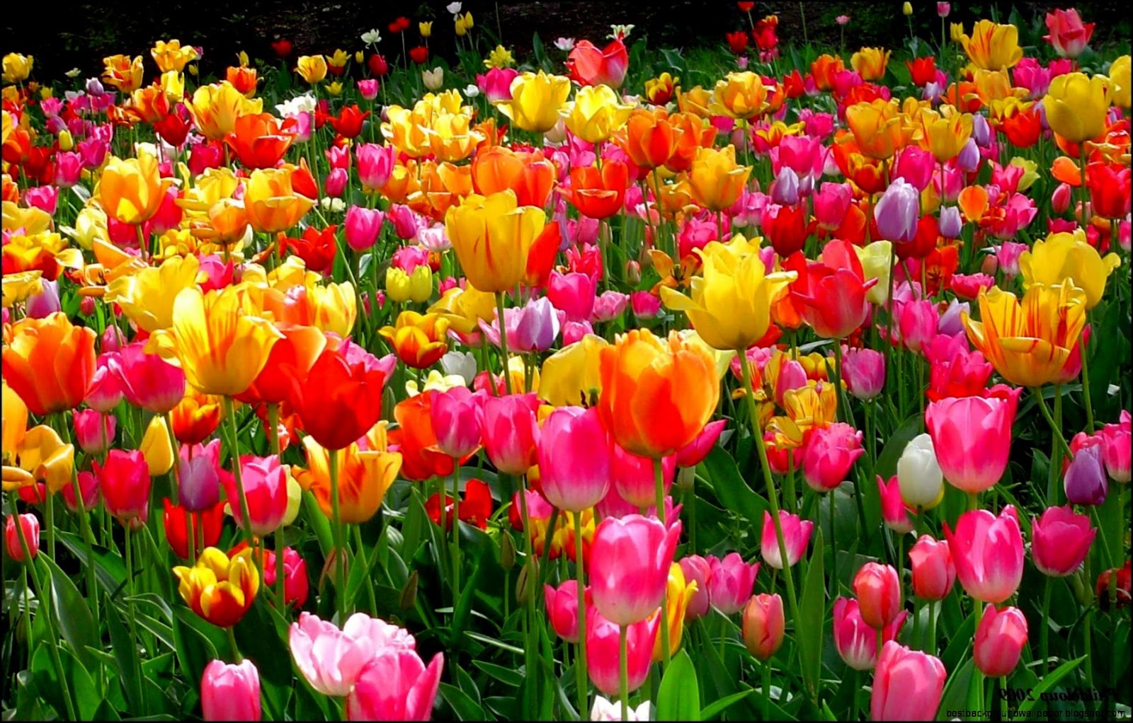 spring tulip desktop wallpaper   Wallpaper Sources