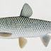 Cara Pembenihan Ikan Graskap / Grass Carp (Ctenopharyngodon idella)