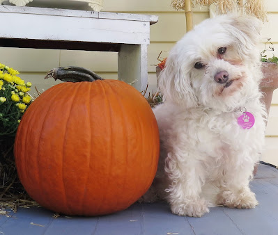 Add the health benefits of pumpkin to your dog's diet.  #pethealth #dogs Give pumpkin to dogs