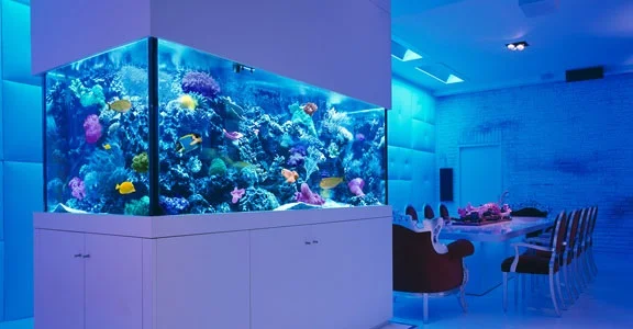 Merawat Aquarium Air Laut - Budidaya Ikan