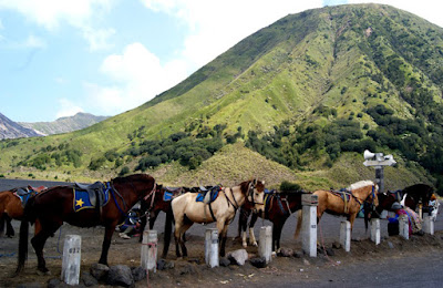 ojek-kuda Eksplor Taman Nasional Bromo Tengger Malang