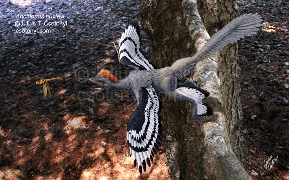 Natural Selections: The feathered dinosaur that didn't force anyone to rethink anything about