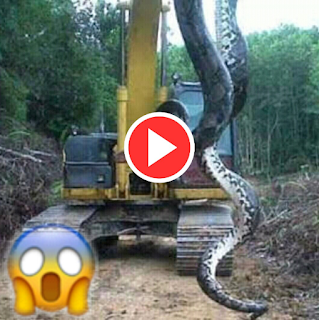 بالفيديو صدق او لا تصدق اكبر ثعبان اناكوندا Anaconda