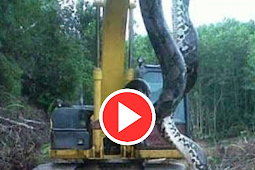 بالفيديو صدق او لا تصدق اكبر ثعبان اناكوندا Anaconda
