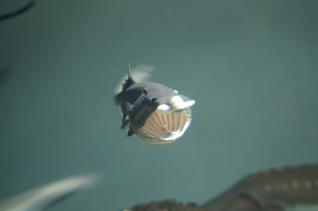 Real Monstrosities: Paddlefish