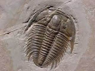 Fossil dari trilobita yang punah di jaman ini