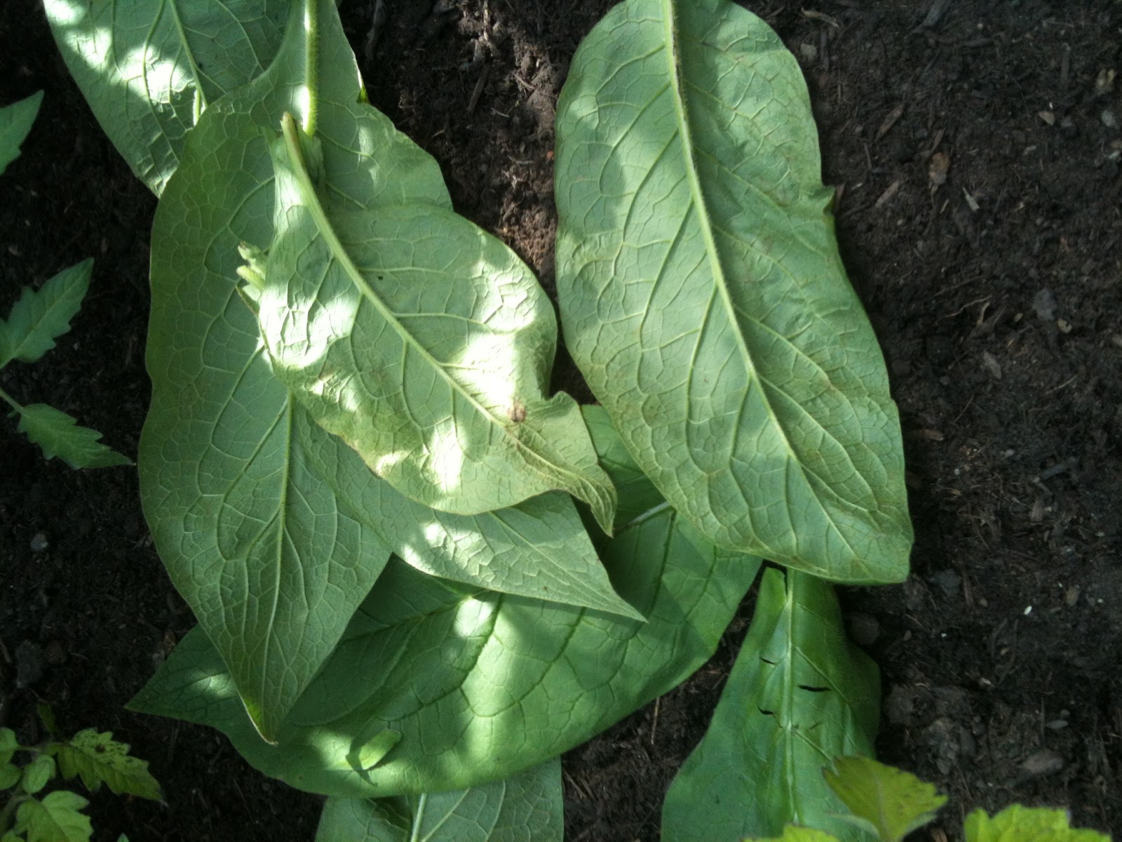 Using A Comfrey Mulch to Boost the Glasshouse Tomatoes Life on Pig Row