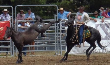 Hana's Adventures: Snowy River Festival and Challenge