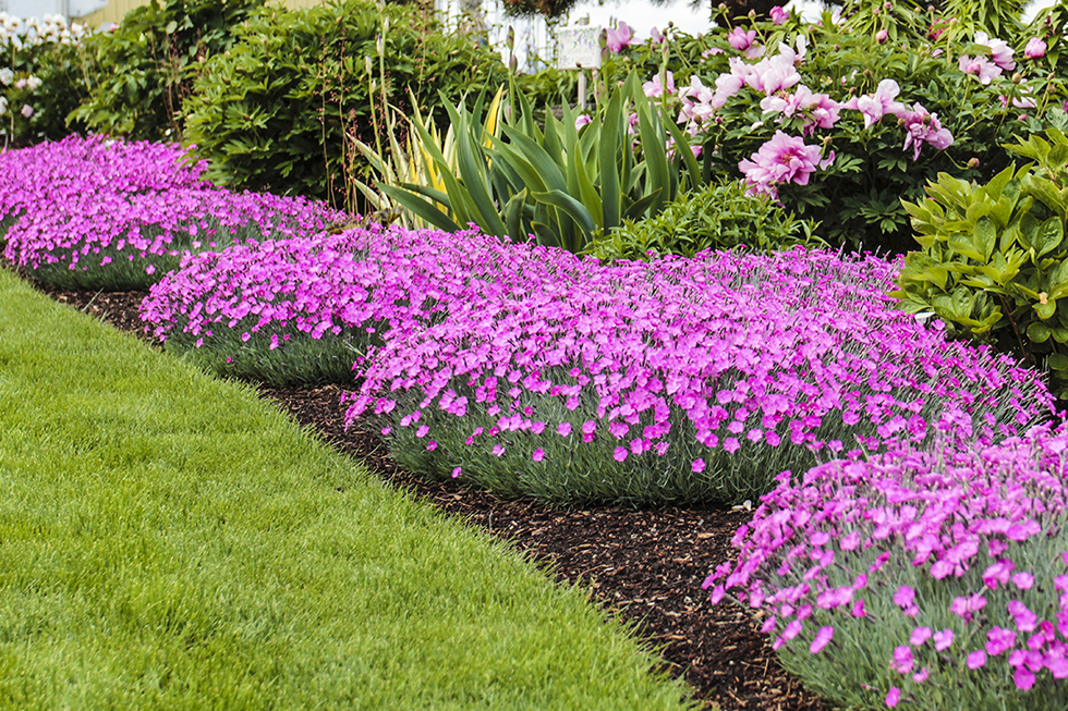 Photographing Oregon: Adelman Peony Gardens