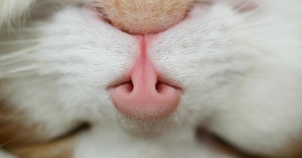нос кошки. кошачий носик. включи котики котики розовые носики носики. розовый нос. кошачий нос.