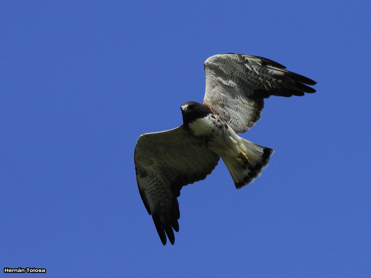 Aves Bonaerenses Aguilucho alas largas (Geranoaetus albicaudatus)