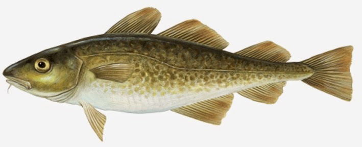 La pesca e' diffusa nei mari e nei laghi soprattuto le aringhe pescate nel mar baltico