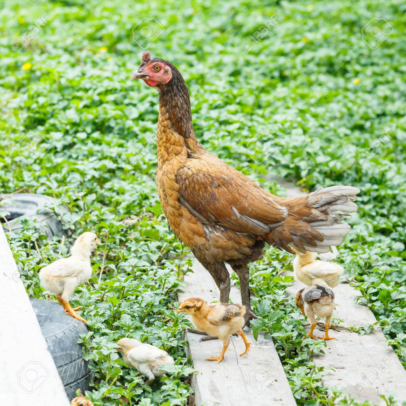 Philippine Chicken Breeds farming-heritage-chicken-breeds-of-the-philippines-the-41-off