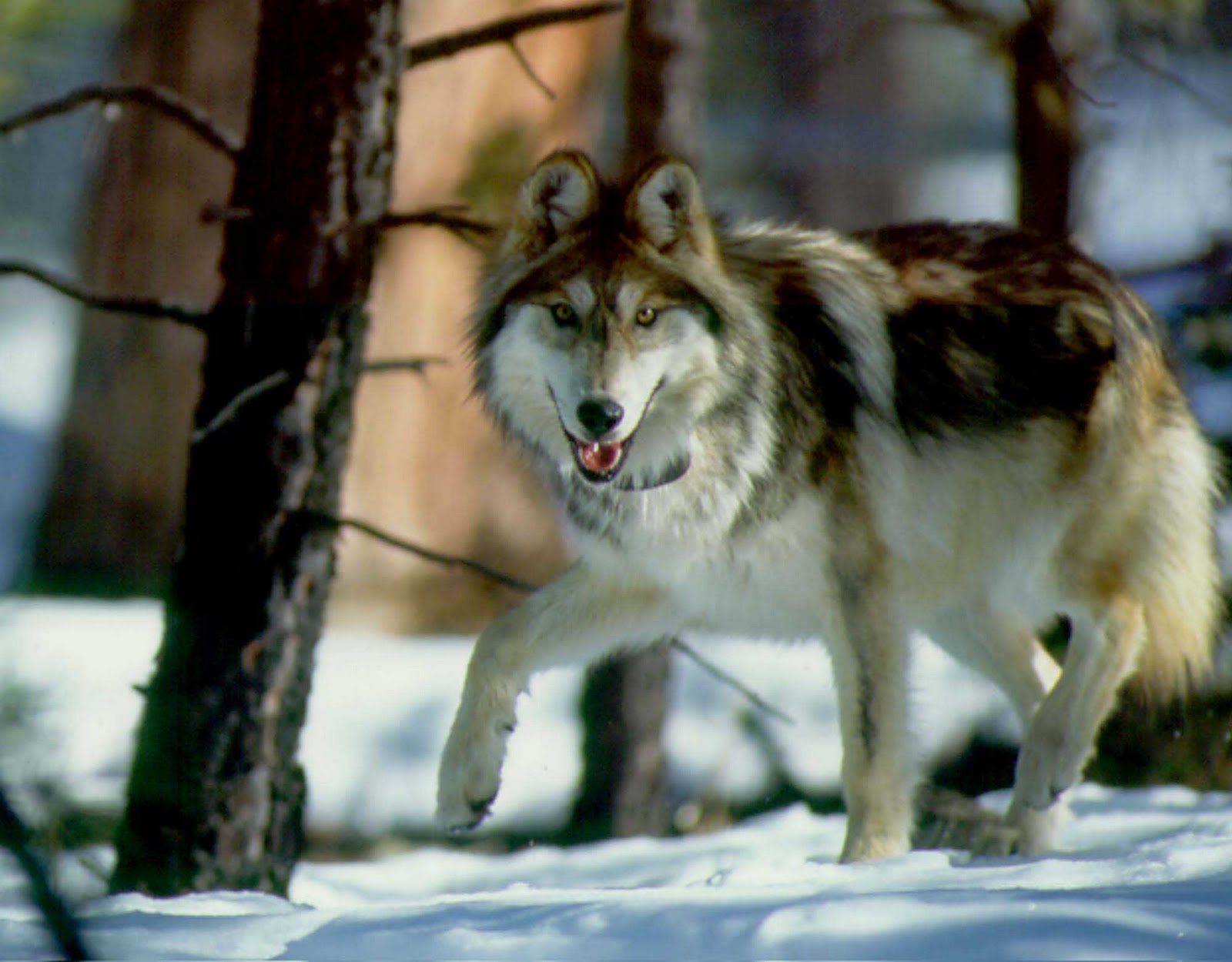 Wolf ~ World of photography Wolves Wolf ~ World of photography