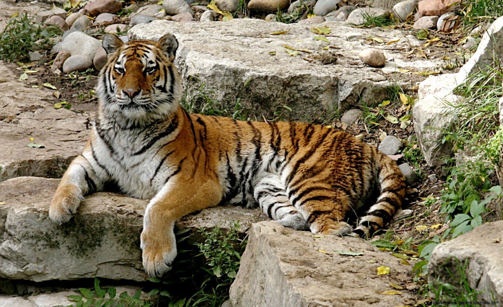 Facts About Siberian Tigers