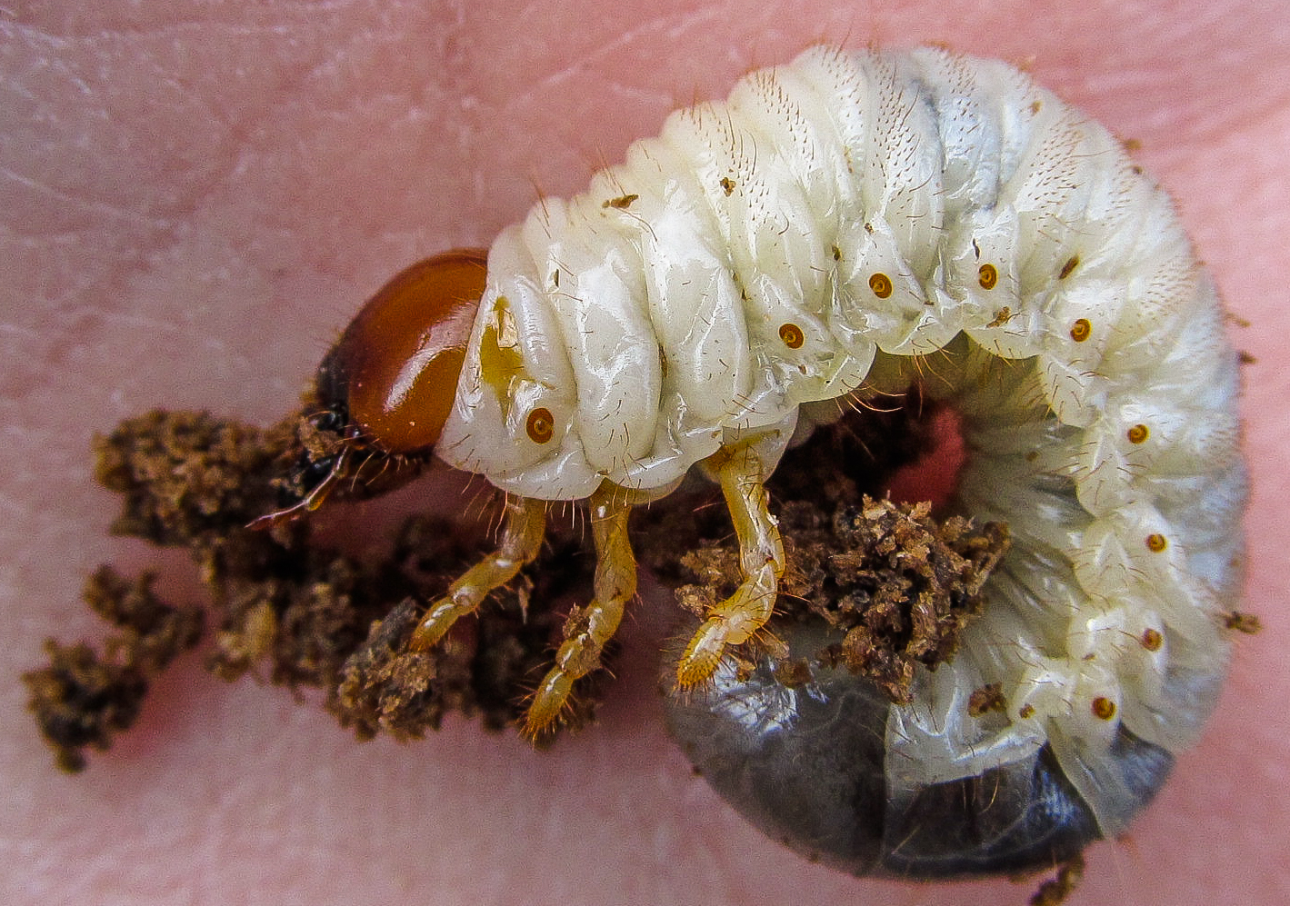 Normal Biology The Top of the Gob Pile