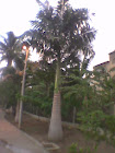 PARQUE DA LAGOA