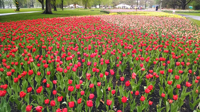 Festival de tulipas Ottawa