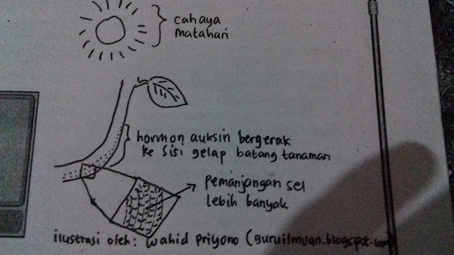 Ilustrasi Kerja Hormon Auksin Pada Batang Tanaman Jika Terkena Cahaya Matahari