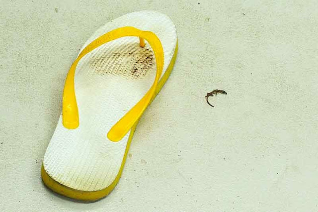 yellow flip flop and dead lizard