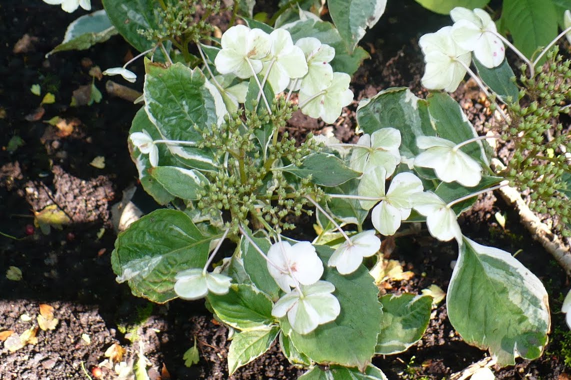 Hydrangea, Hortensja Hydrangea macrophylla (Hortensja ogrodowa) 'Lemon
