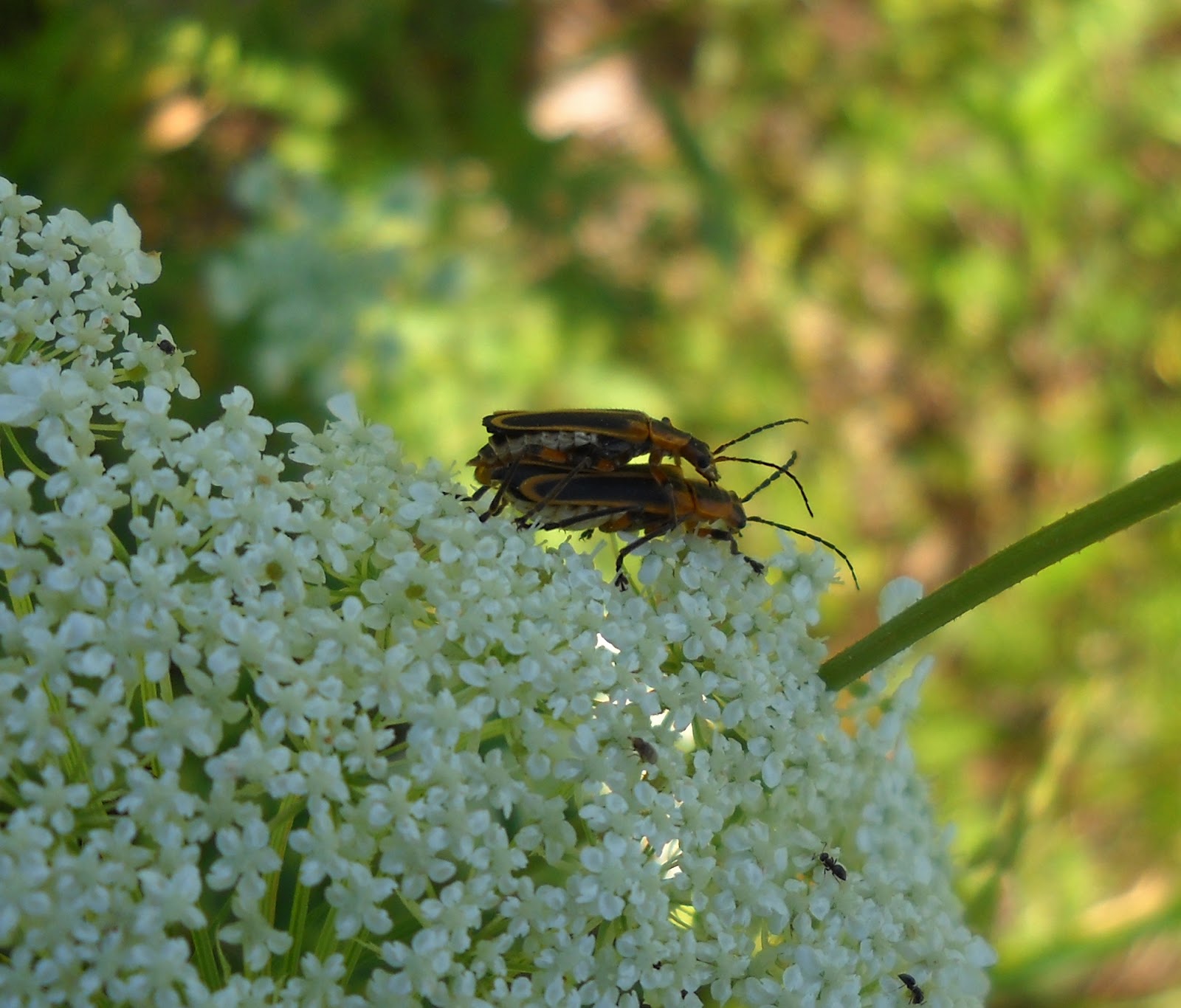 White Rock Lake, Dallas, Texas Queen Anne's Lace An Intriguing