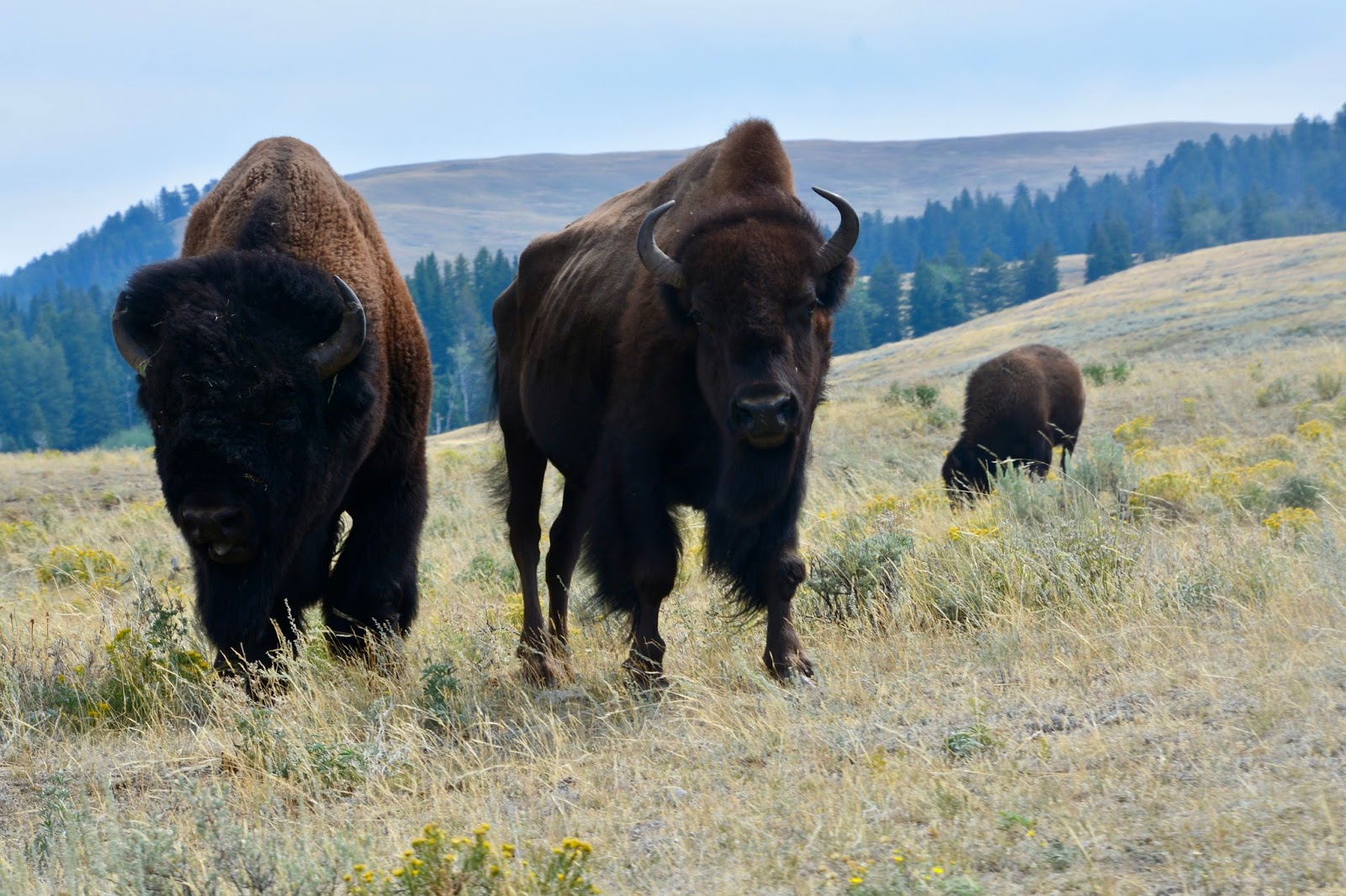 venturing4th Lamar Buffalo Ranch 8/19/17
