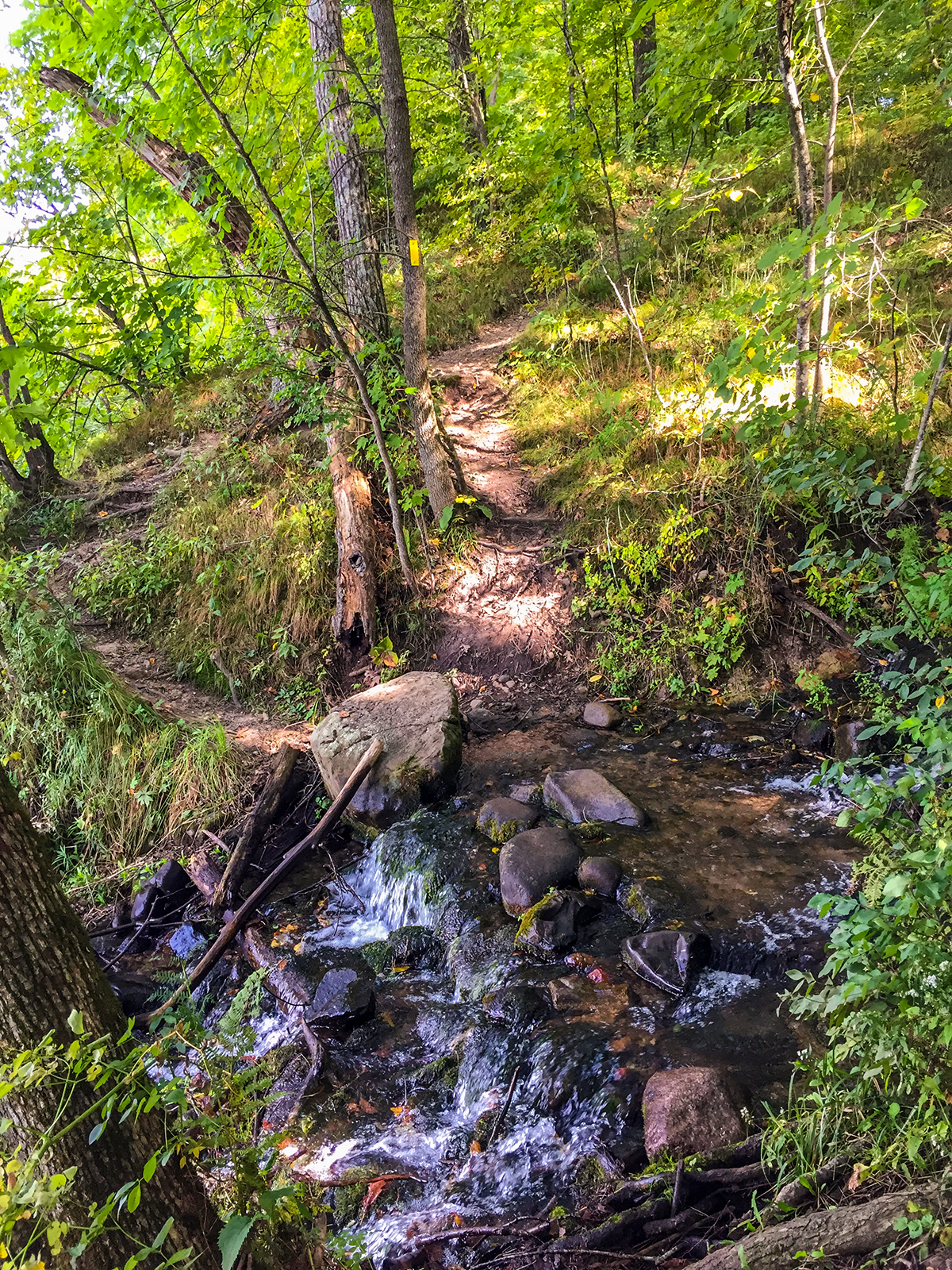 A rock hop across a stream on the St. Croix Falls Segment of the Ice Age Trail