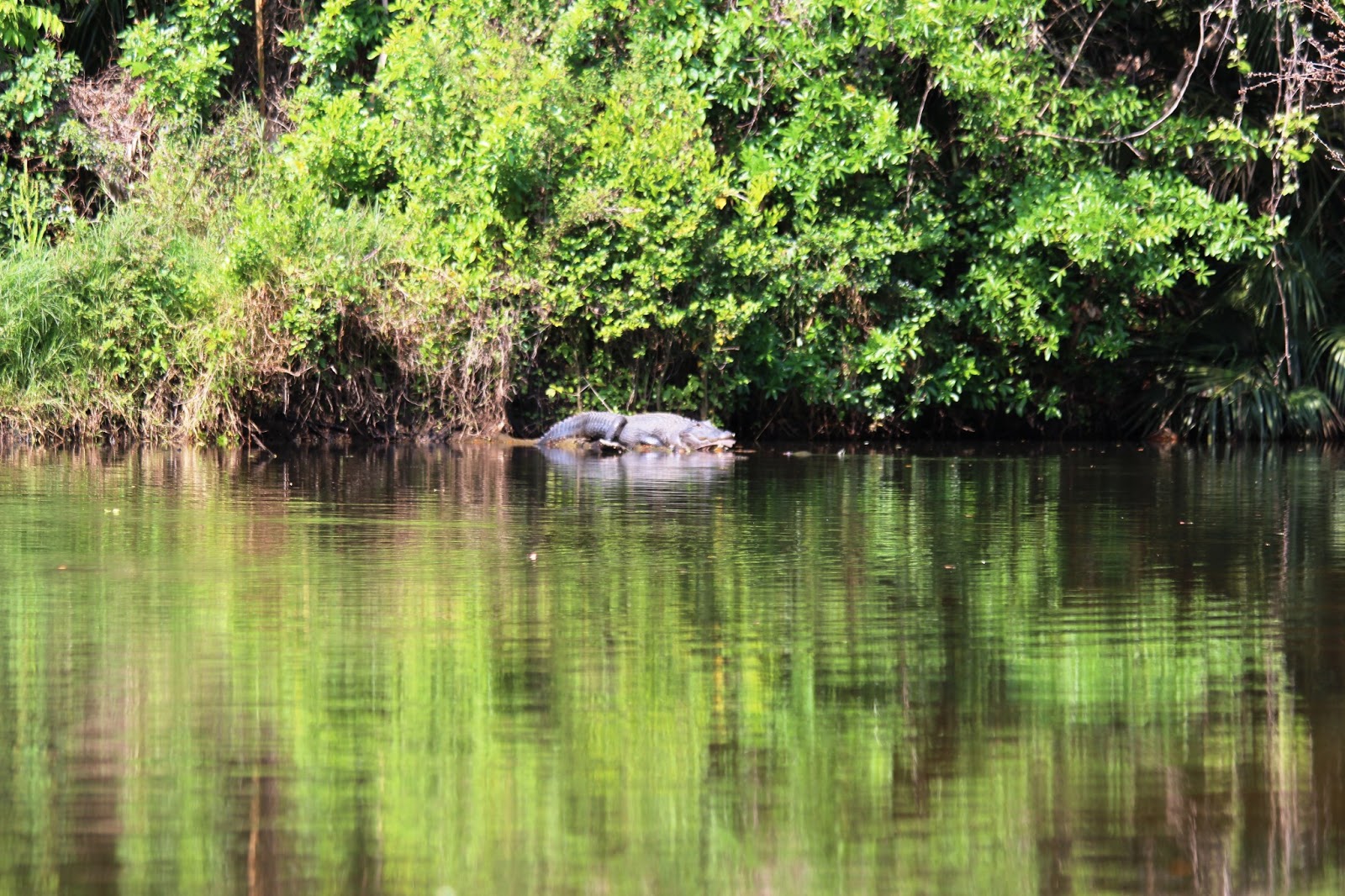 Views From Our Kayak Turkey Creek