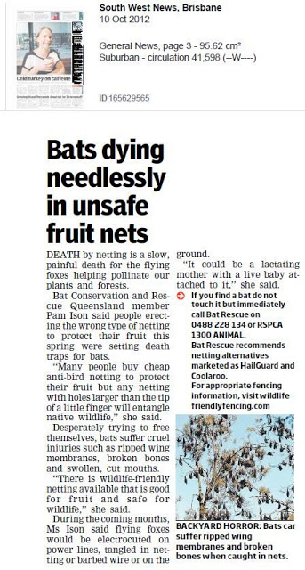 Netting | Bats dying needlessly in unsafe fruit tree netting