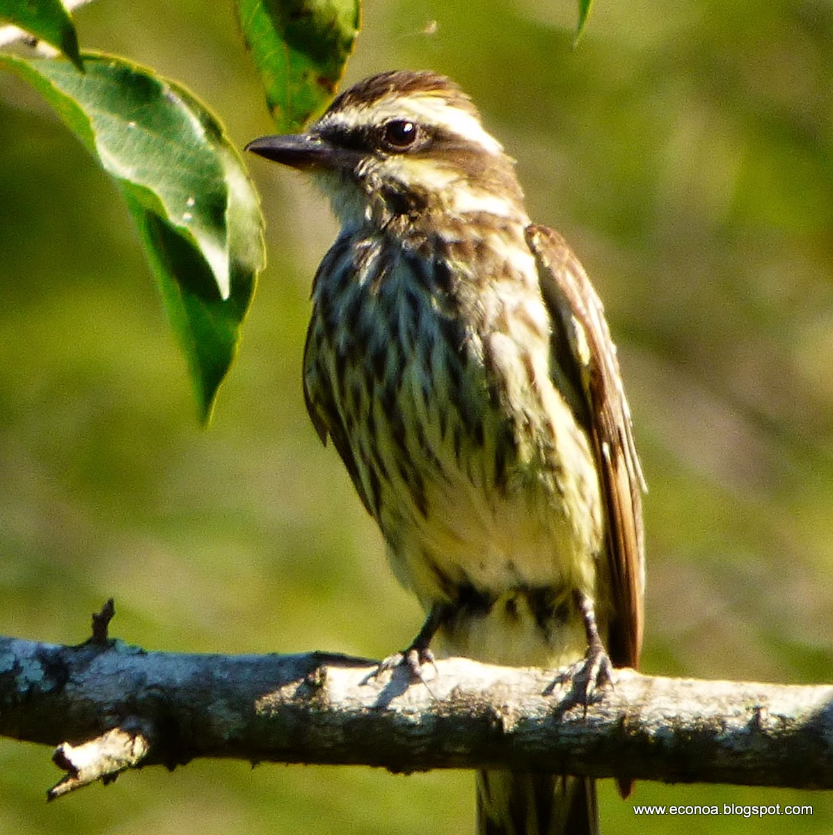 Aves del NOA y algo mas..: Tuquito rayado