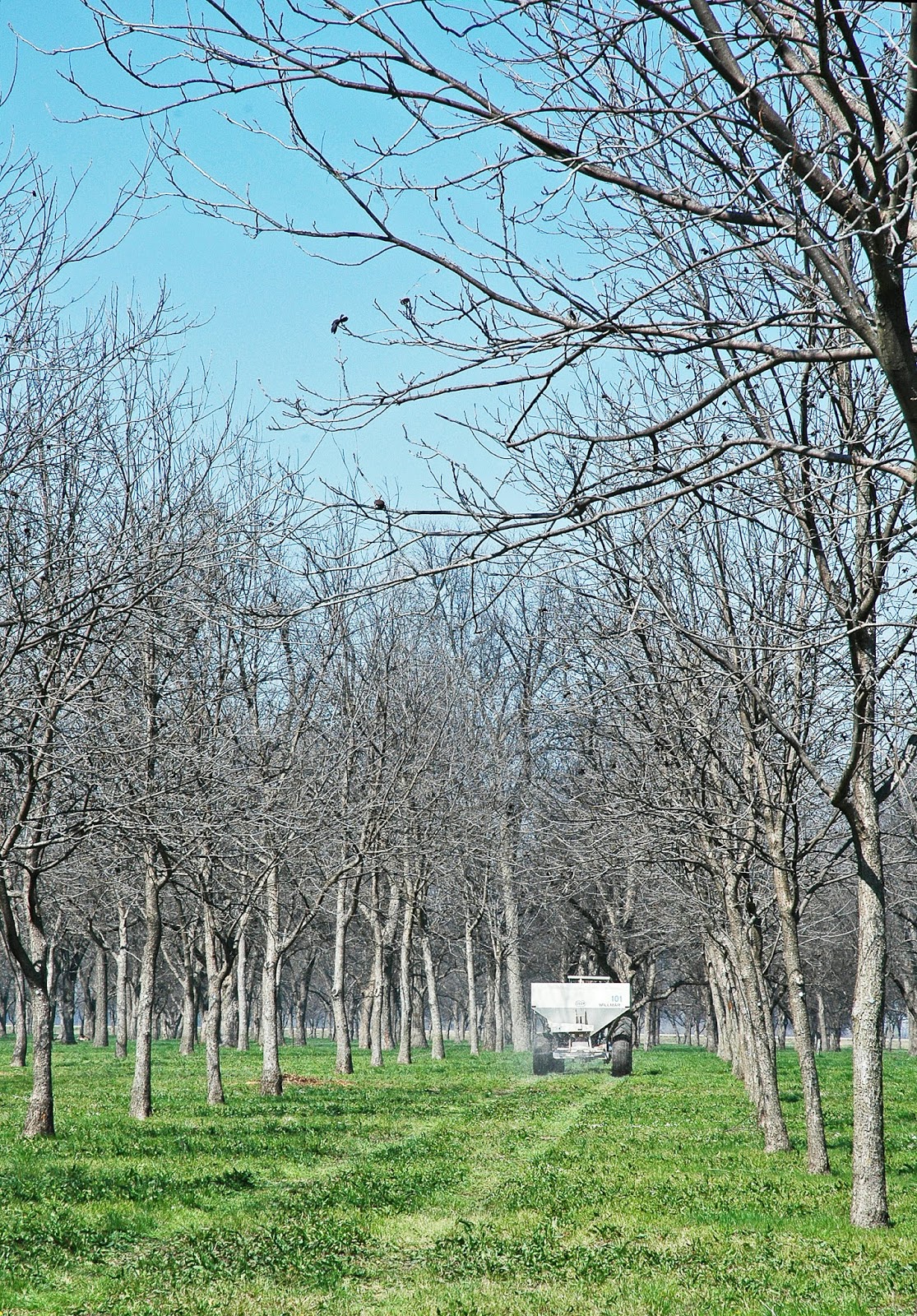 Northern Pecans Fertilizing pecan trees in the spring