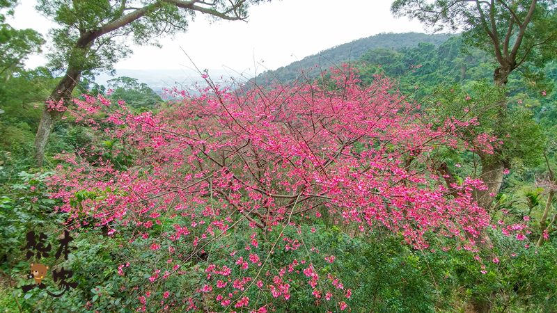 桂竹園景觀餐廳|土城桂竹園|桂竹園|土城櫻花|土城賞櫻