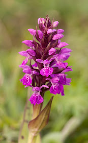 Irish Marsh Orchid - Co. Claire, Ireland