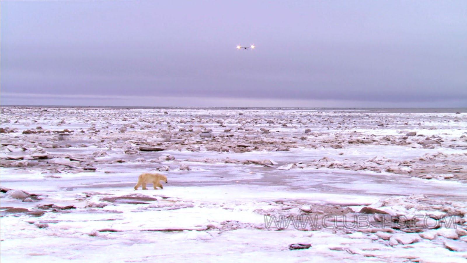 Polar-Bears-Ice-Bear-CAPTURA-5.jpg