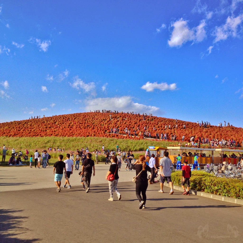 HITACHI SEASIDE PARK HITACHI KAIHIN KOEN visual data 5