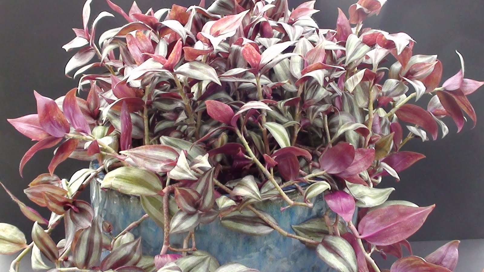 Grorite Greenhouses Easy to care for house plant