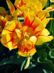 Tulipa Monsella tulips James Gardens Etobicoke by garden muses-not another Toronto gardening blog