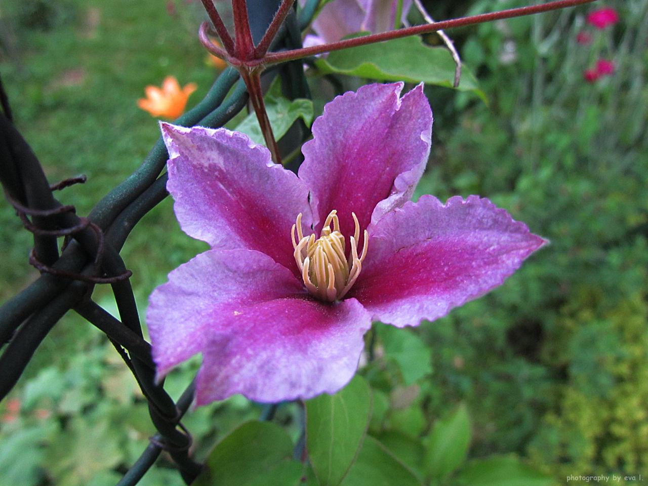 EVA&rsquo;S WELT: Gartenblumen im Juni