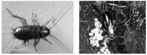 Kecoa Amerika (Periplaneta americana) Kecoa Amerika (Periplaneta americana)