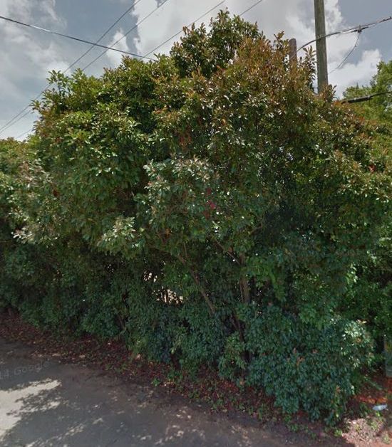 Future Plants By Randy Stewart Photinia