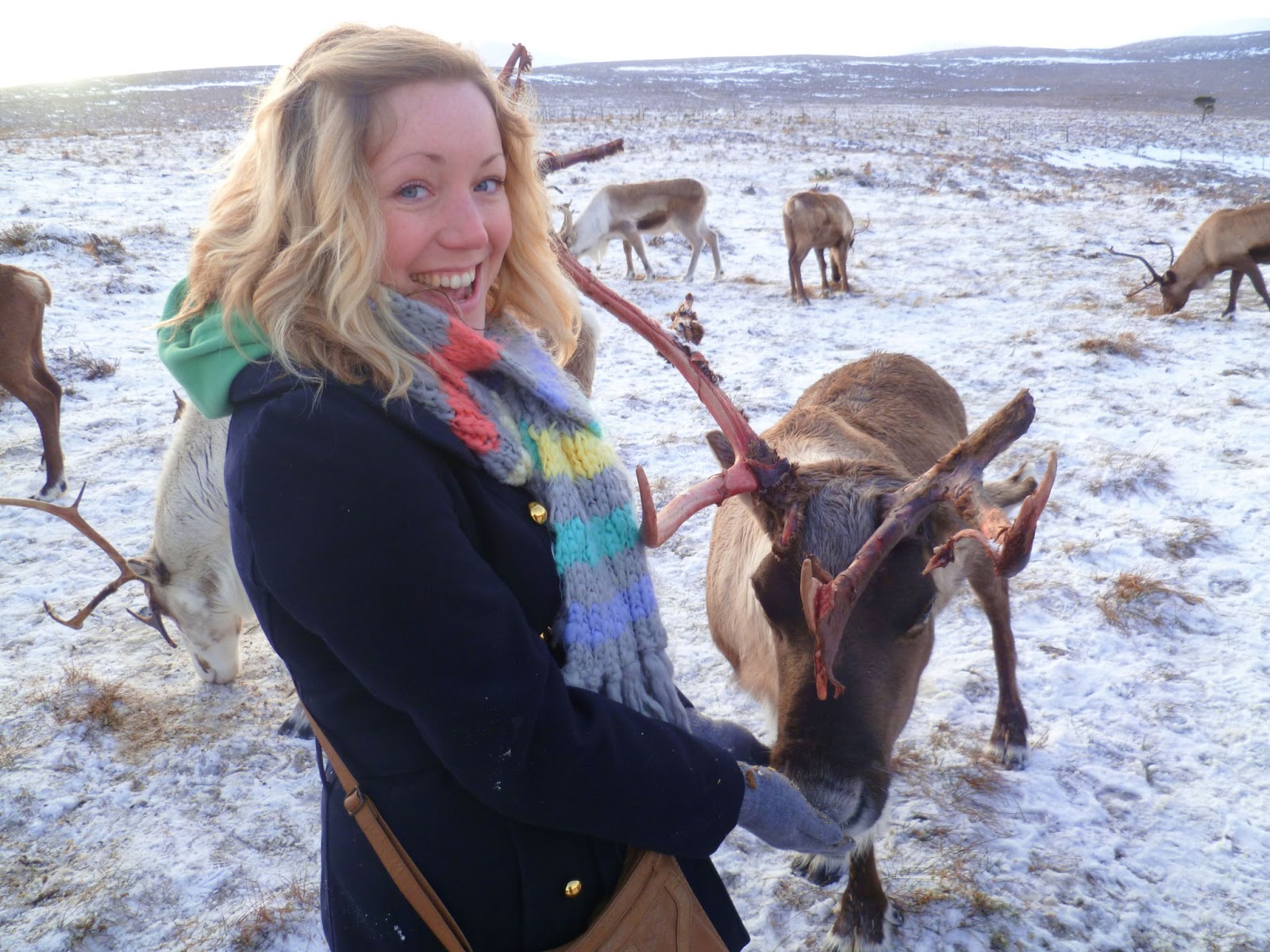 reindeer aviemore