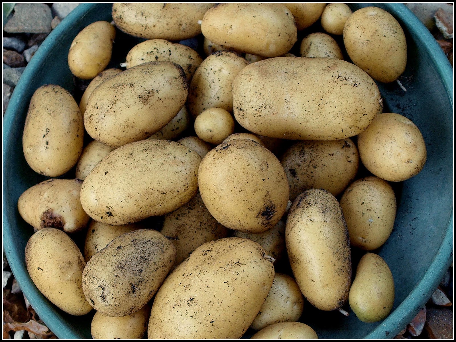 Mark's Veg Plot Growing potatoes in containers