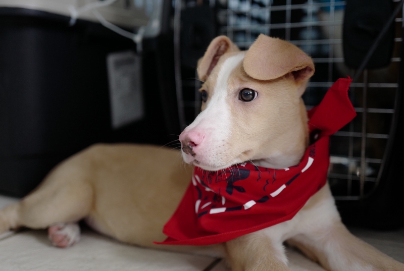 Bunny's Blog The Sato Project transports 34 rescued dogs from Puerto