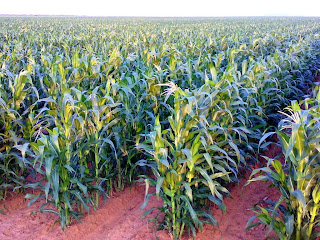 How to Start Maize Farming Business 