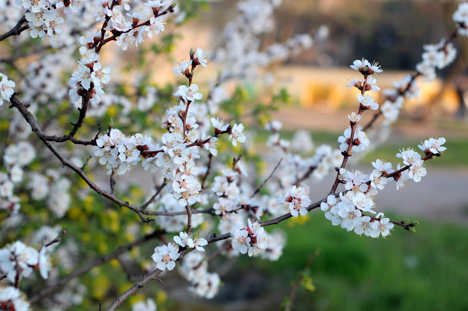 весенние краски. бутоны сакуры фото. пробуждение природы. подснежники голубые. весеннее царство.